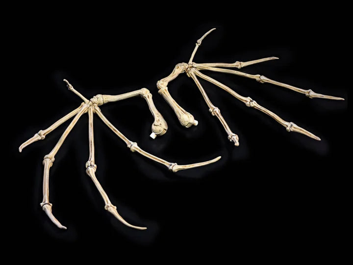 Mythic Legions: All Stars Bone Wings